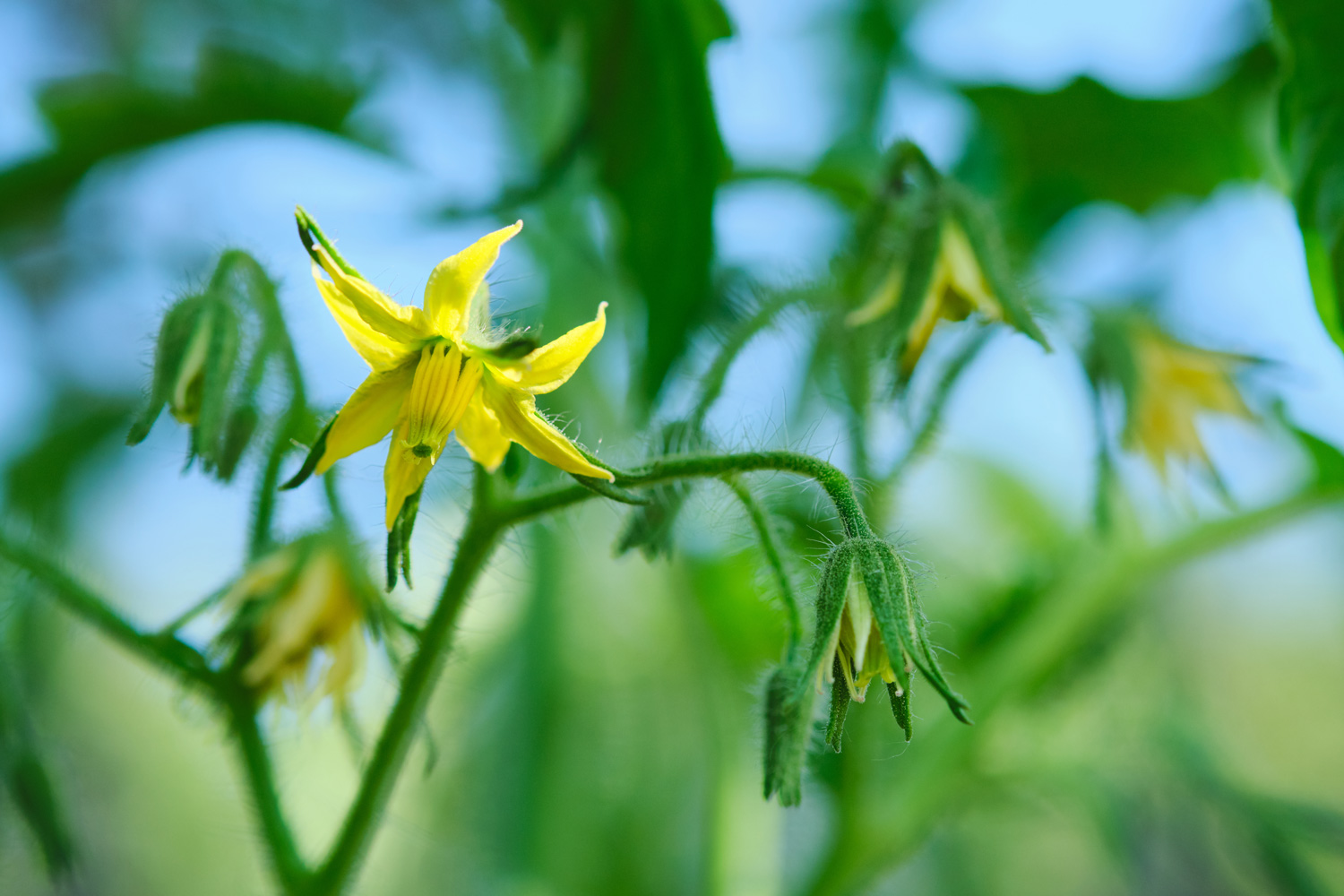 tomato flower