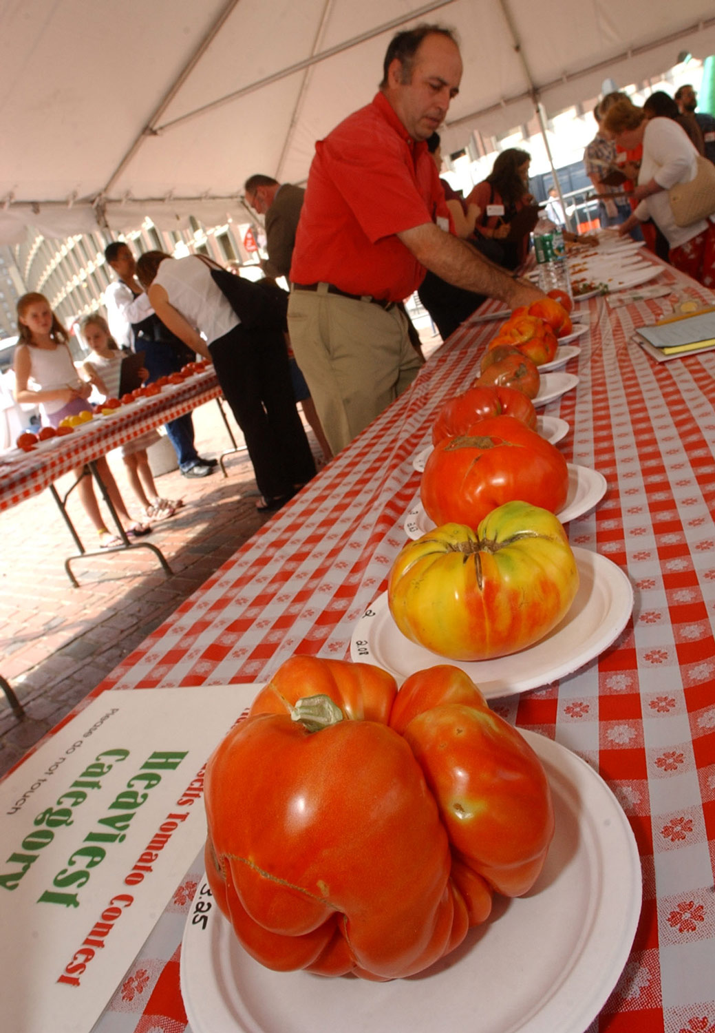 tomato contest