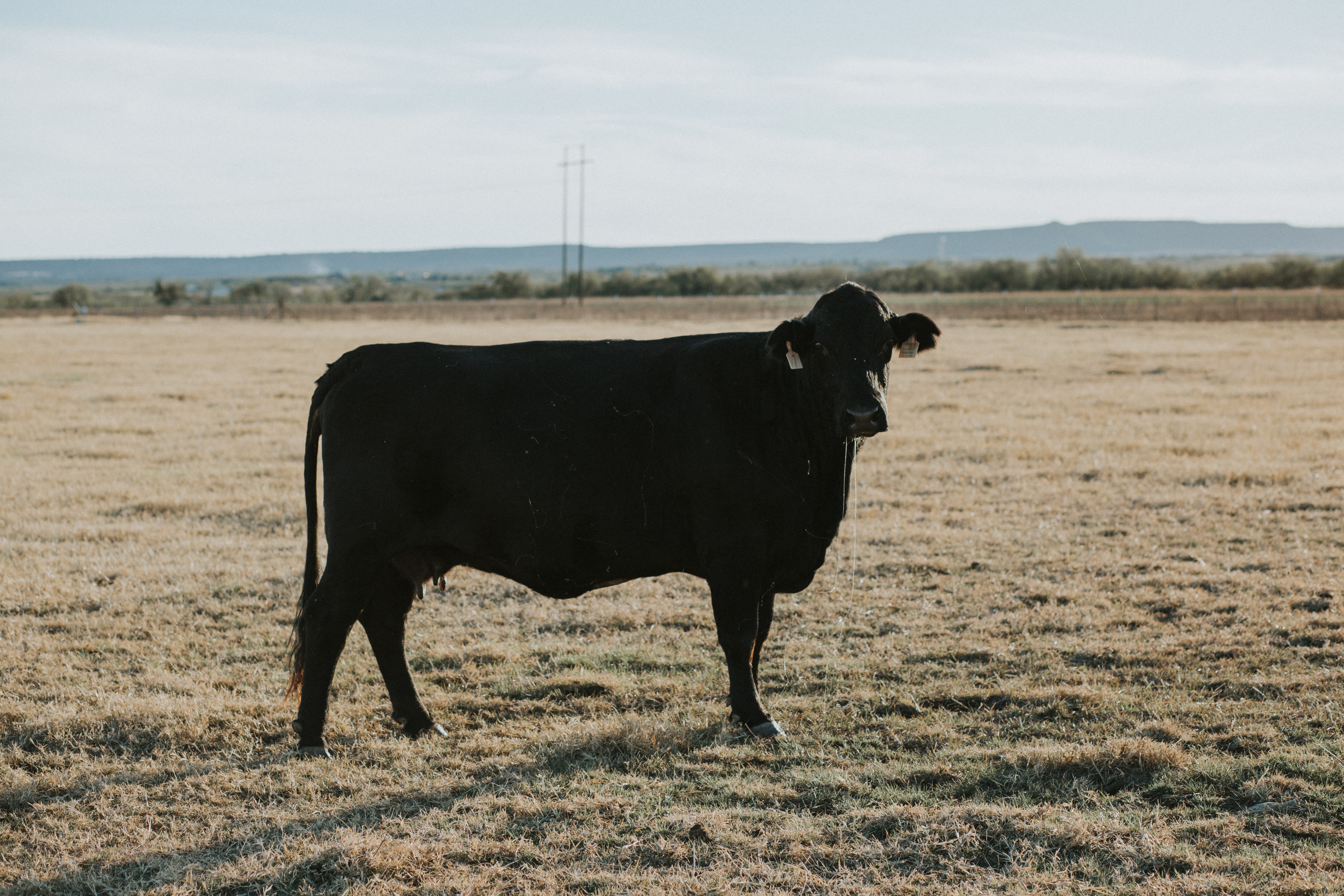 black cow field