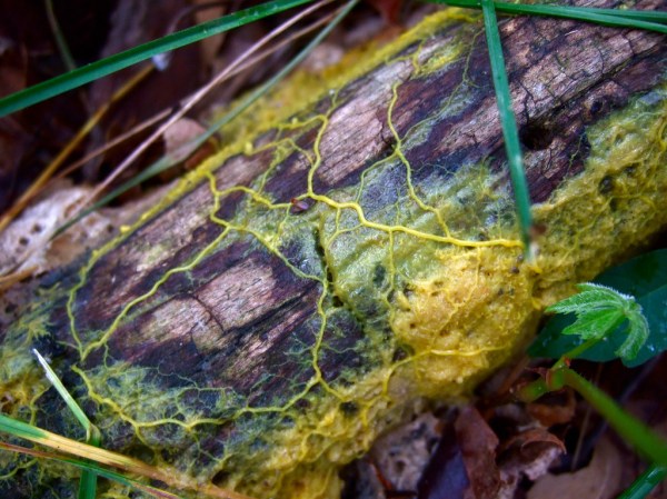 What has hundreds of sexes and excels at math? This is Slime Molds 101.