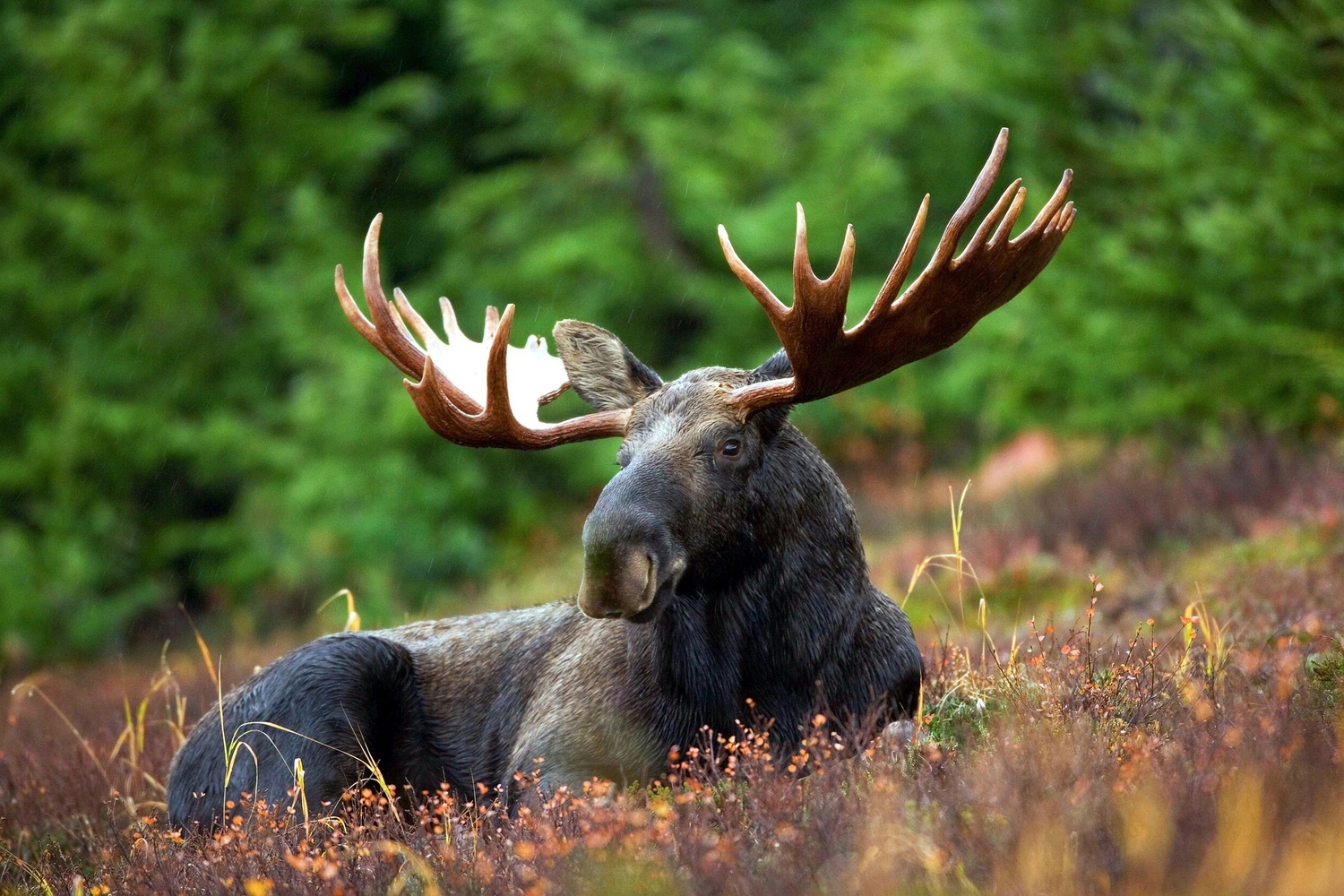 moose laying in a meadow