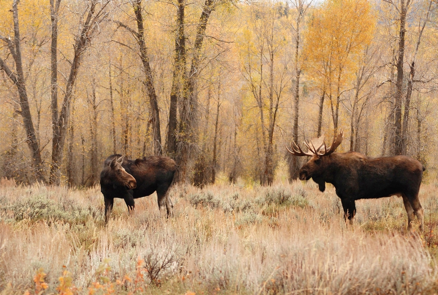 a male and a female moose look at each other