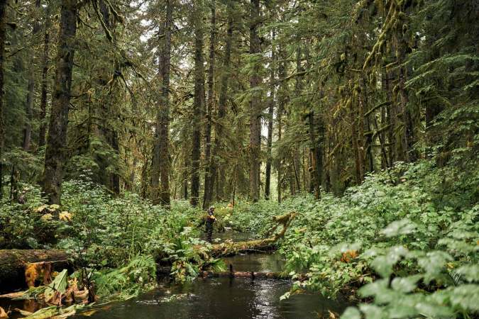 The Forest Service wants to open 9.2 million acres to potential logging. Here’s your chance to say something about it.