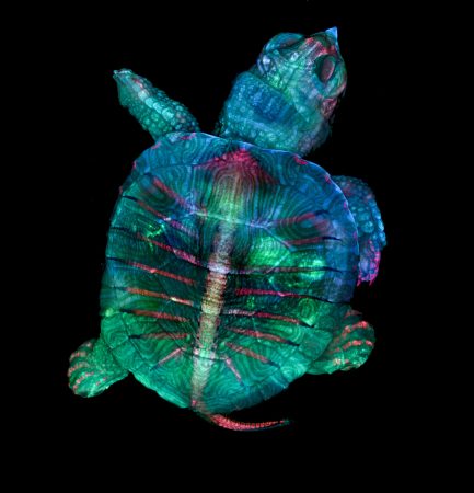 A fluorescent turtle embryo