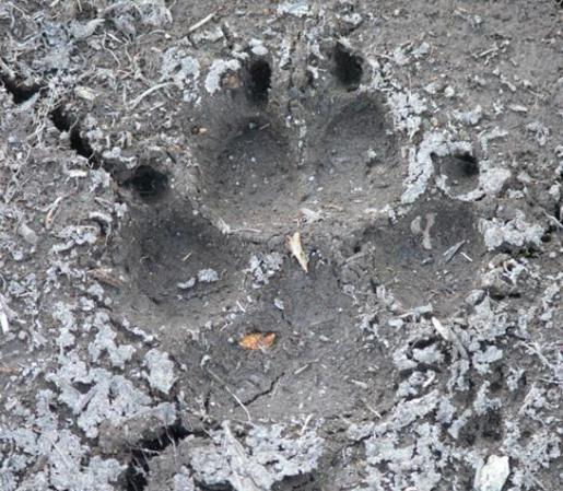 How to identify the tracks of 10 common North American animals