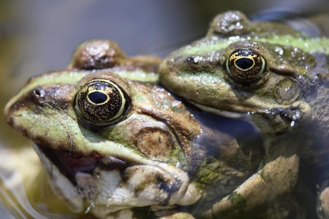 Frogs in tiny taffeta shorts paved the way for human in-vitro fertilization