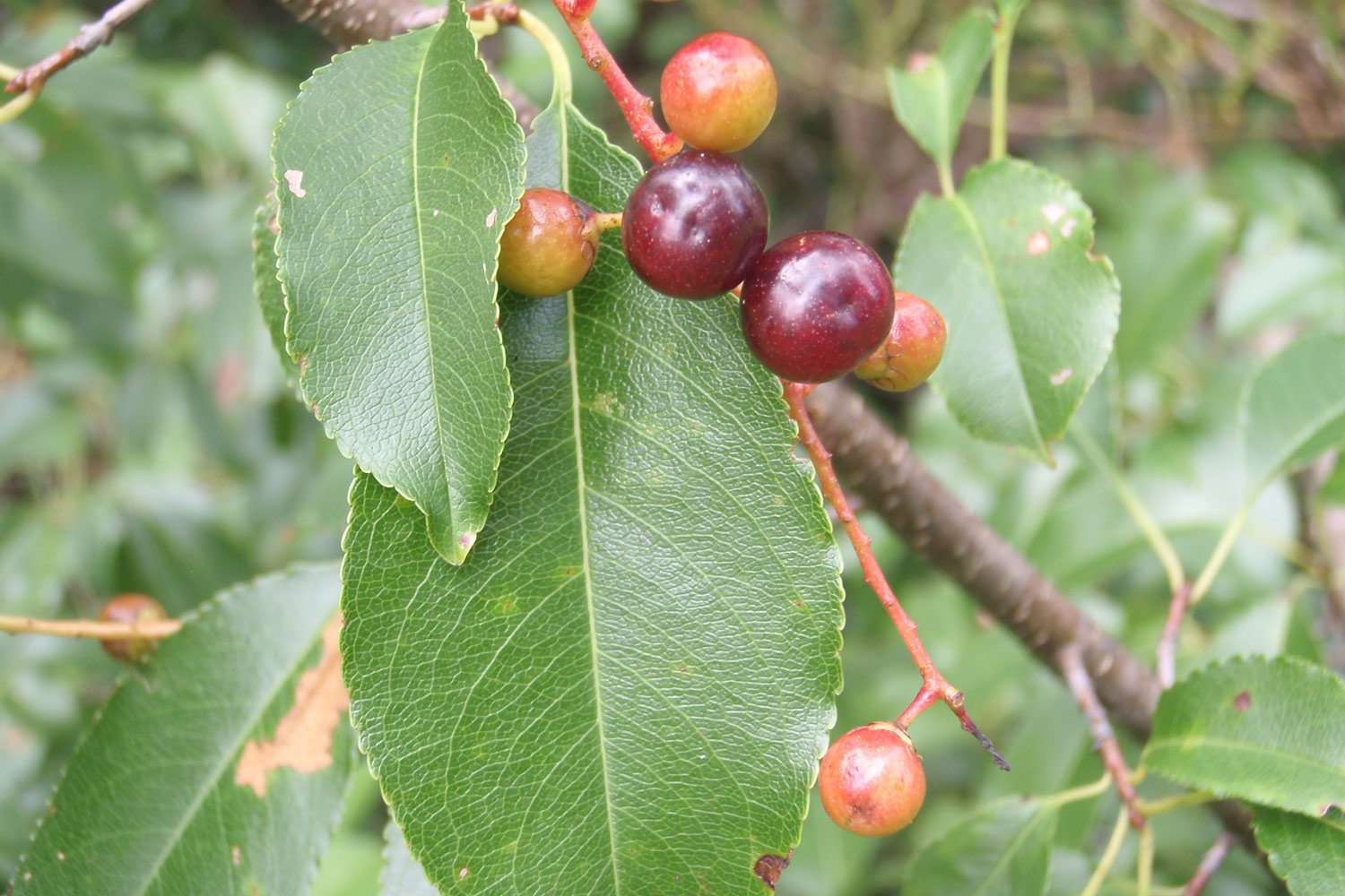 red and orange wild cherries growing on a branch among leaves