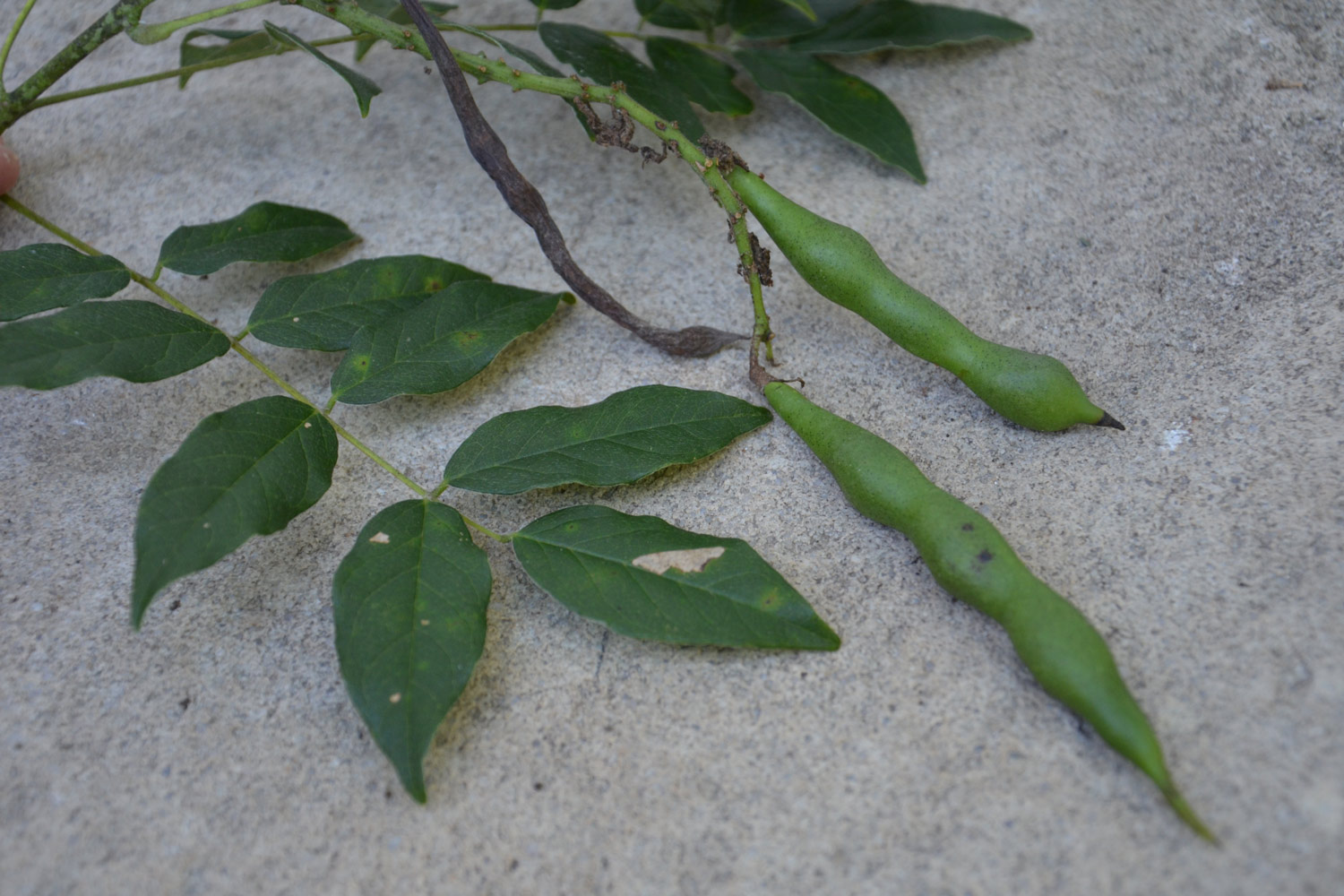 Wisteria bean pods and Wisteria leaves