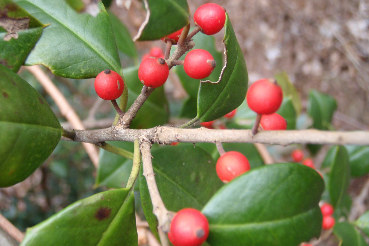 red American holly berries on a holly branch