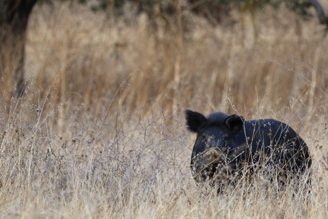 The best way to deal with 30 to 50 feral hogs in your yard