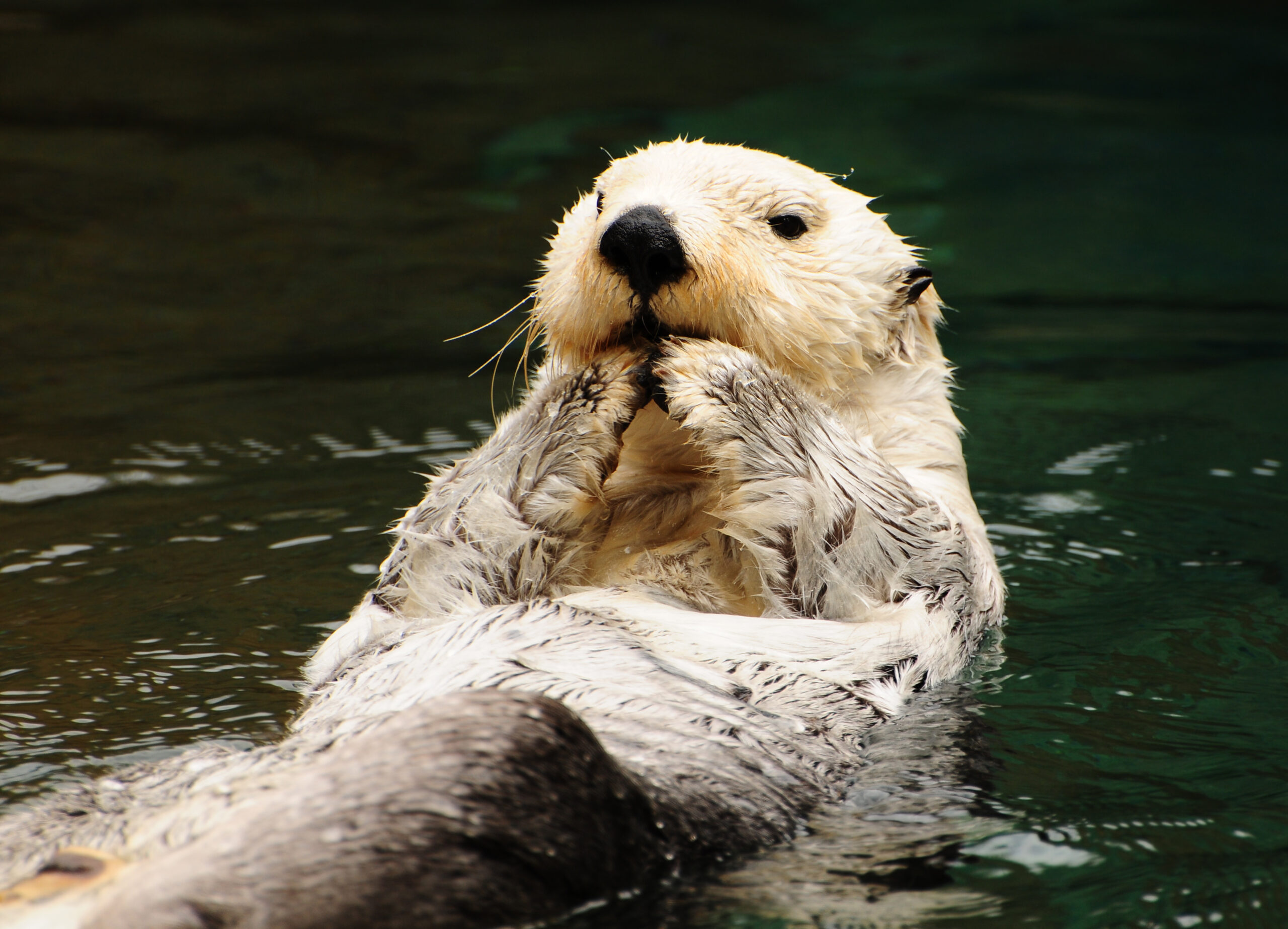 an otter