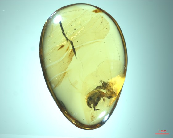 Amber fossil