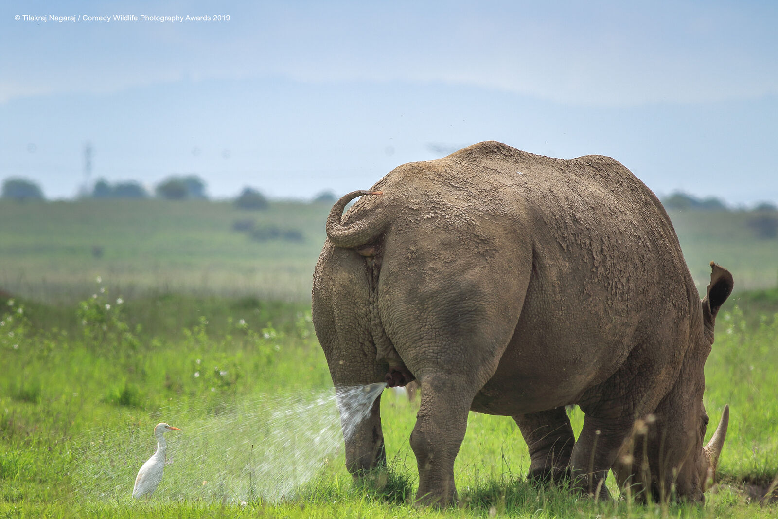 Rhino peeing on a cattle egret