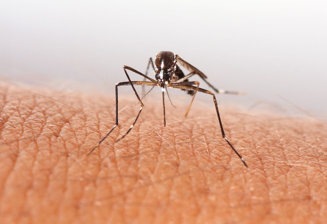 close up of mosquito on skin