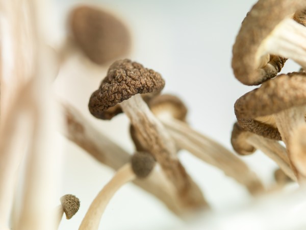 a clump of dried brown mushrooms