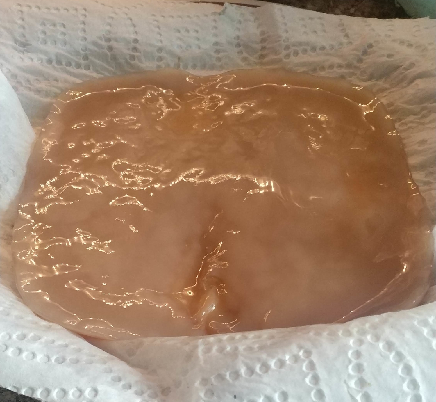 Kombucha SCOBY