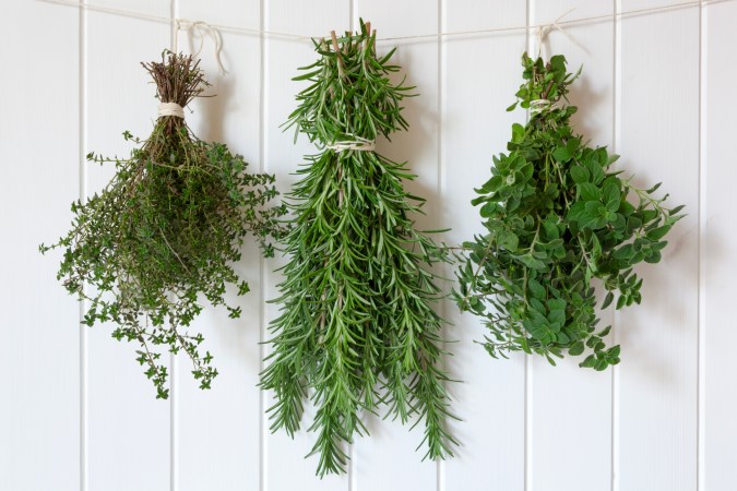 Bunches of fresh herbs hanging over white timber.  Includes thyme, rosemary and oregano.