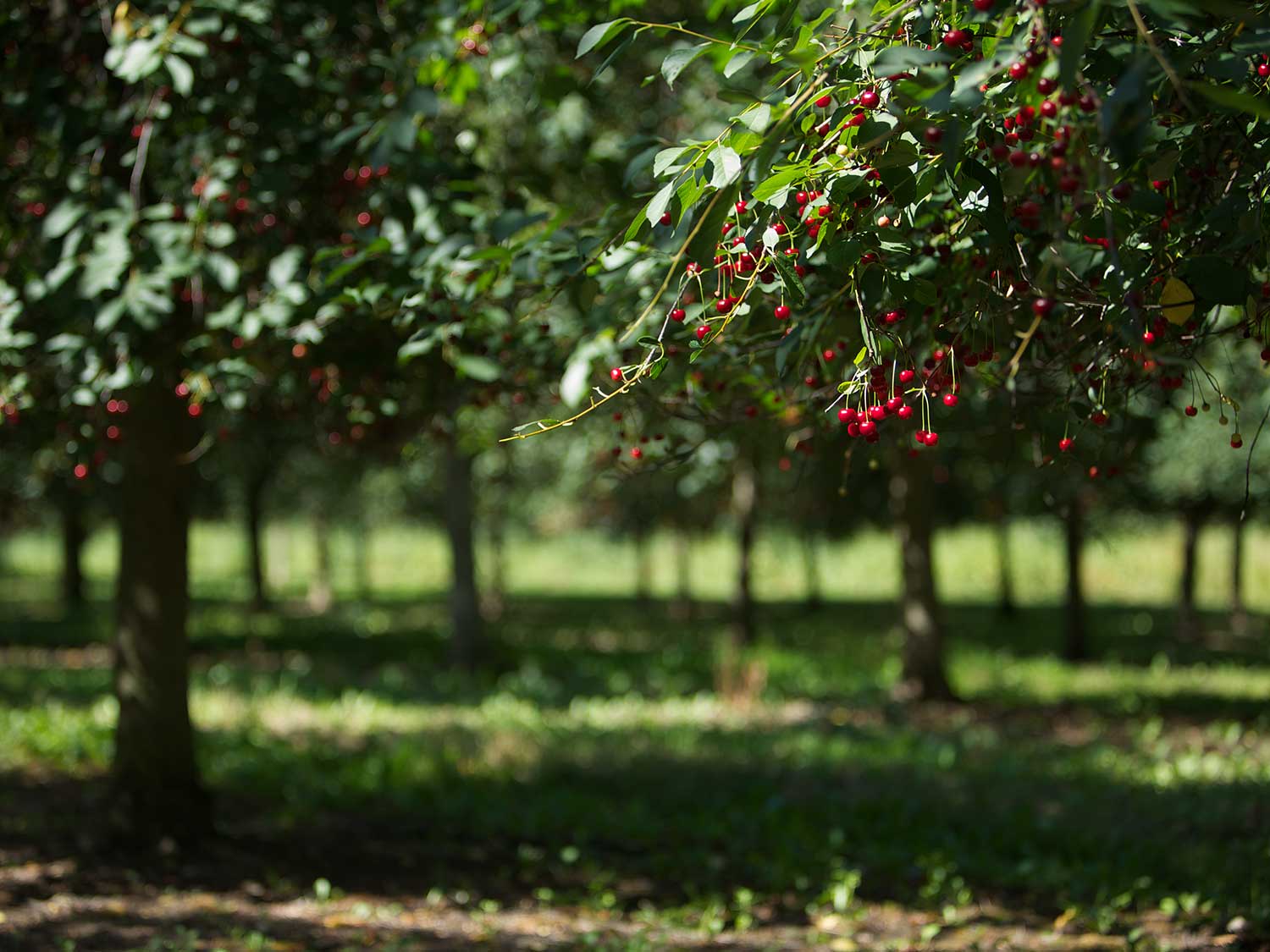 Sour cherries at one of Frederiksdal’s orchards.