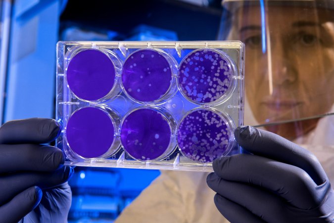 scientist in clean suit holding up a tray of cells stained purple