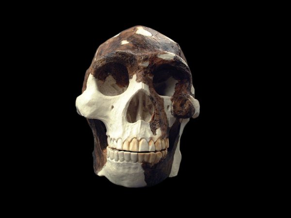 Homo erectus skull