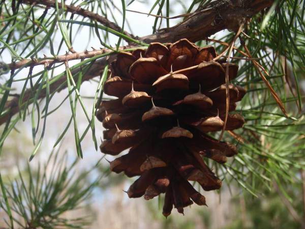 pinecone hanging in a tree.