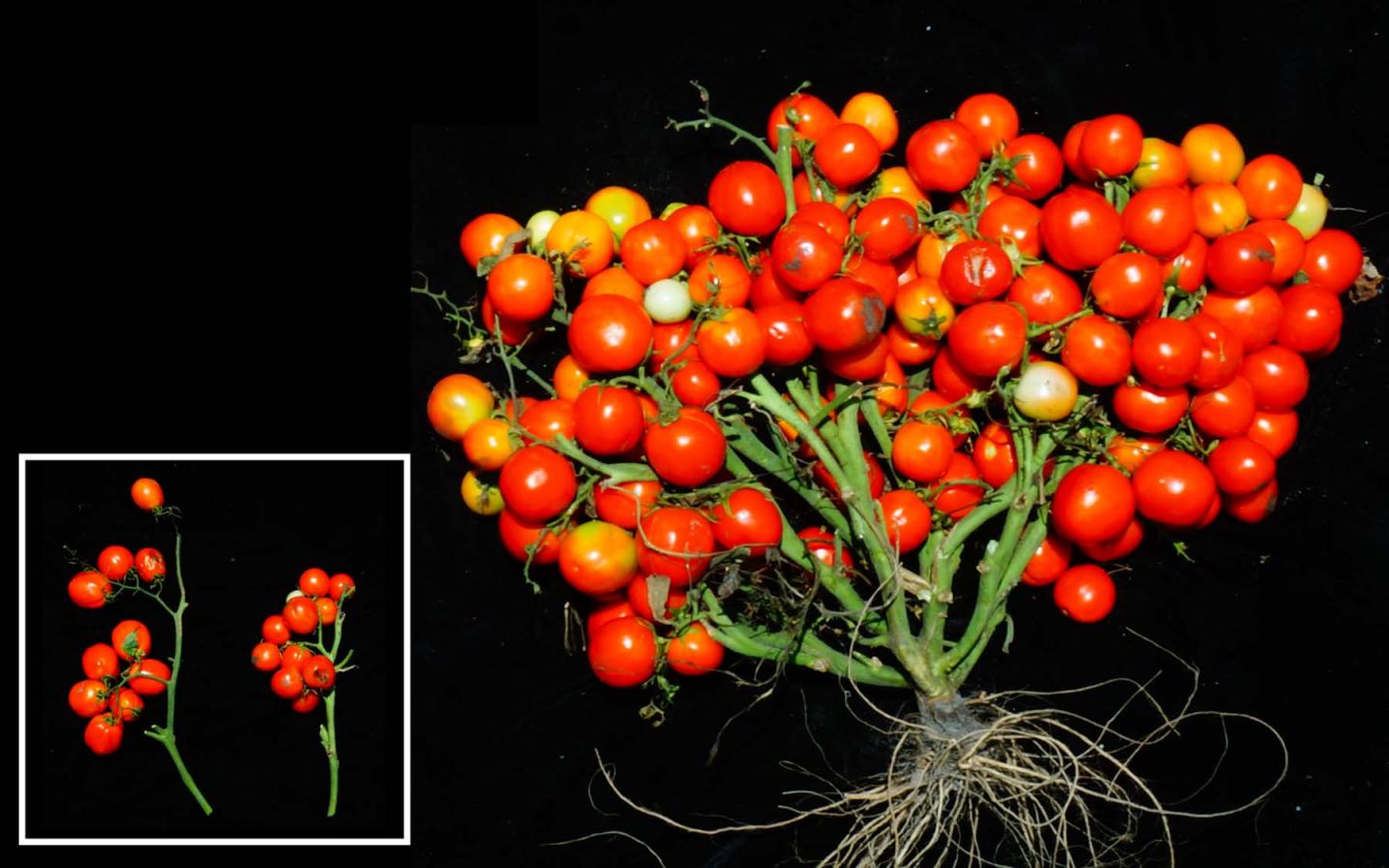 a bunch of small tomatoes