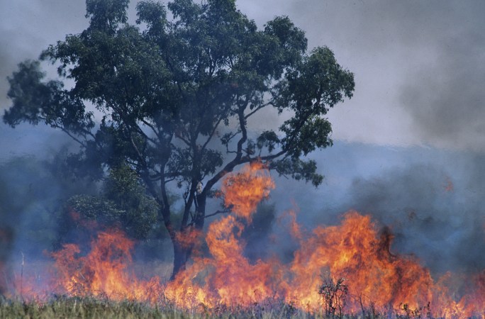 a tree on fire