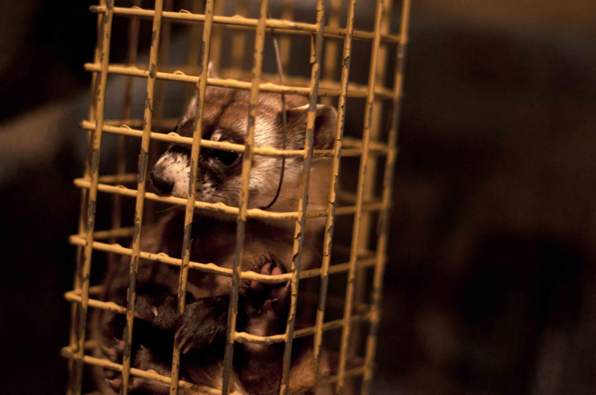 black-footed ferret