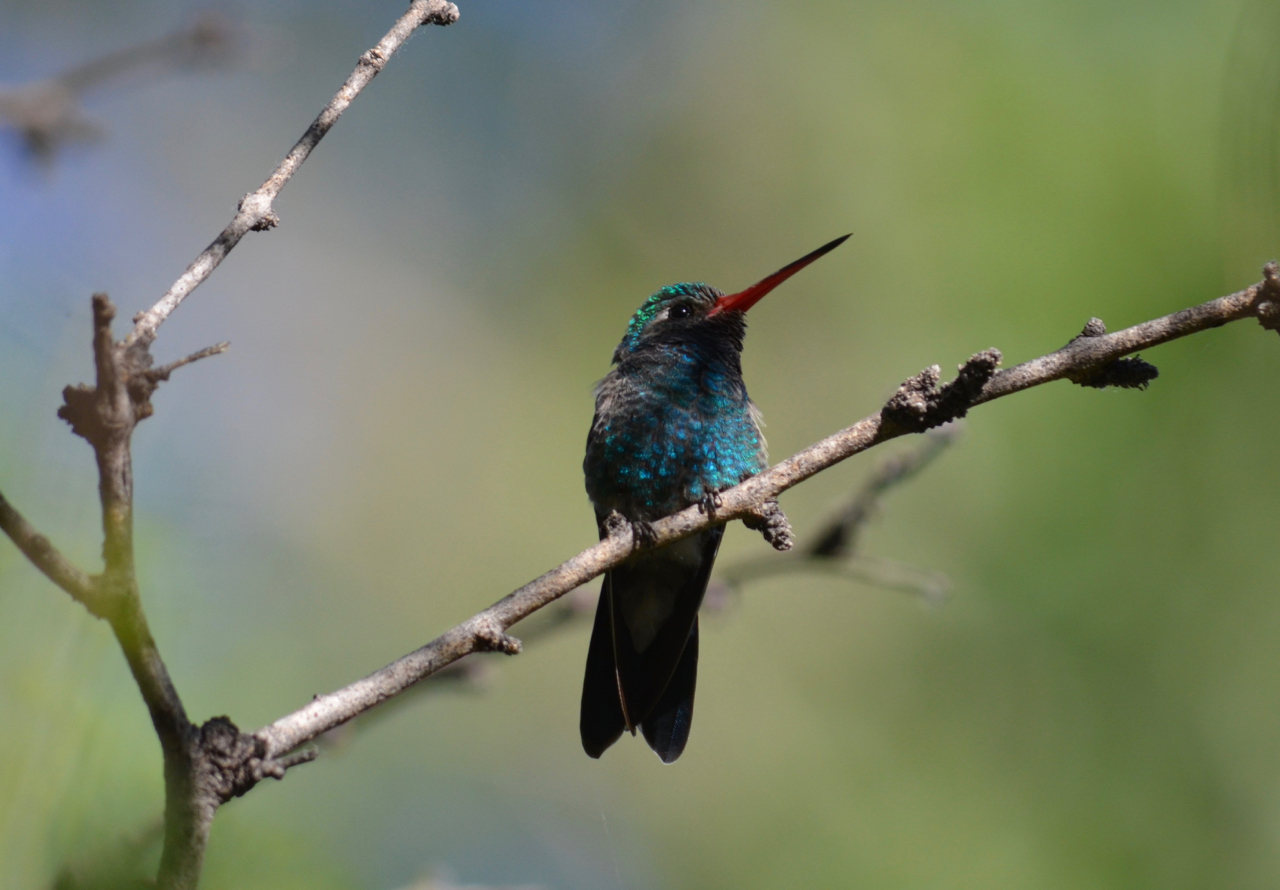 a hummingbird on a tree