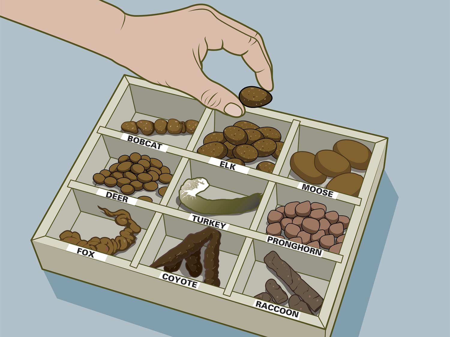 Illustration of a box of wild animal poop.