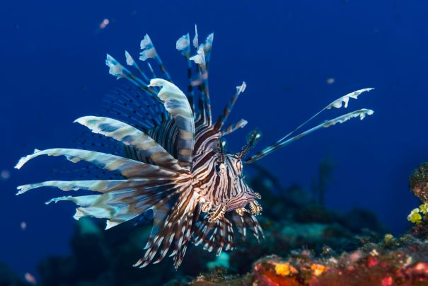 This harpoon-throwing robot is designed to hunt destructive lionfish