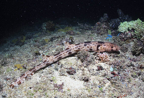 walking shark on the seafloor