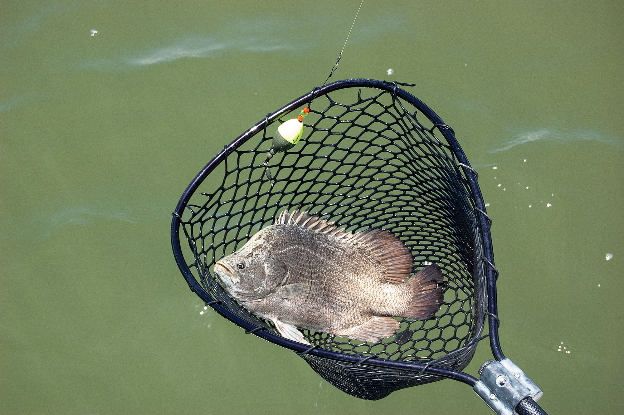 Landing net with fish