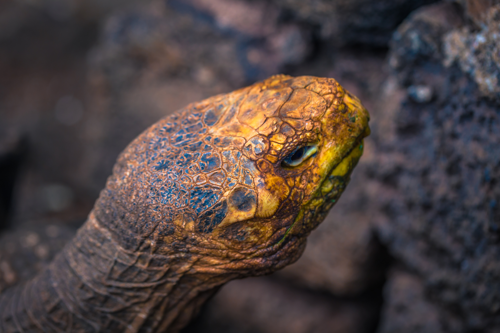 Did a high sex drive really save the giant tortoise from extinction?