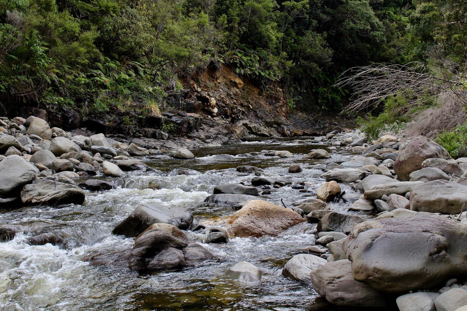 a rocky stream flowing through the forest