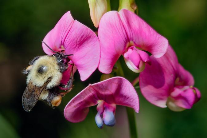 a bumble bee