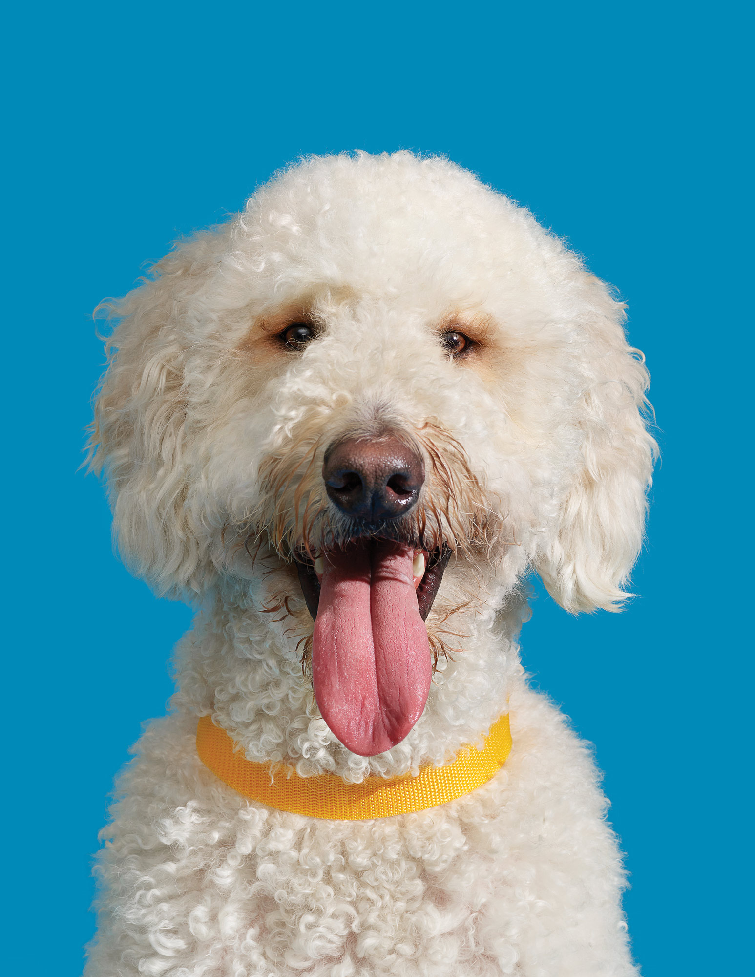 White dog on blue background