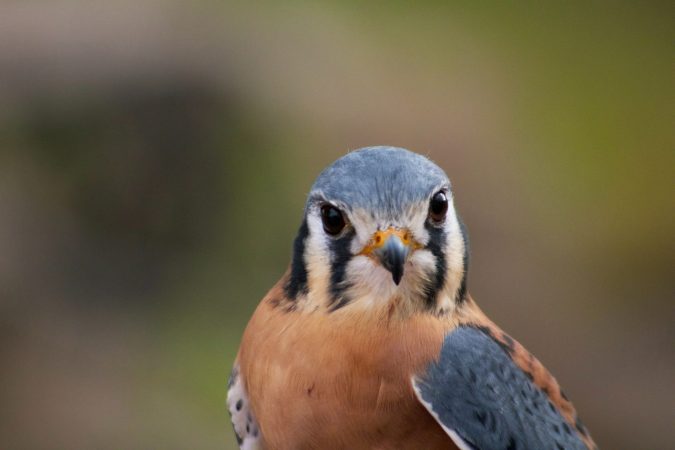 peregrine falcon staring into camera