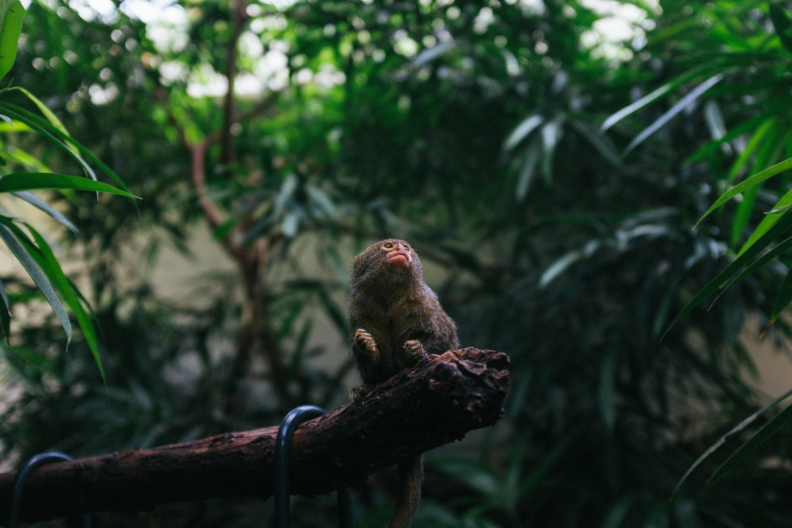 small monkey sitting on a branch looking up and to the right