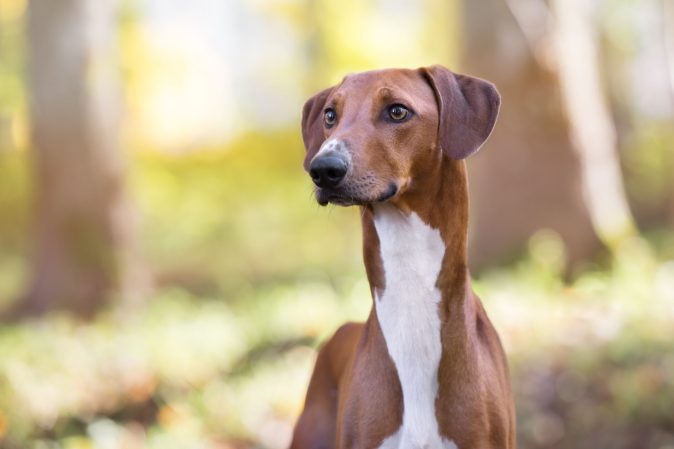 Azawakh dog in the forest.