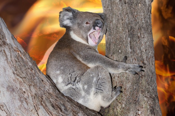 A koala yells out during last month's bushfires in southeastern Australia.