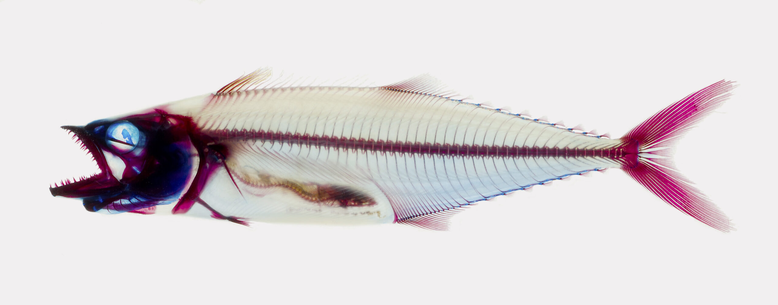 An Atlantic spotted mackerel with its skeleton stained for analysis at the American Museum of Natural History.