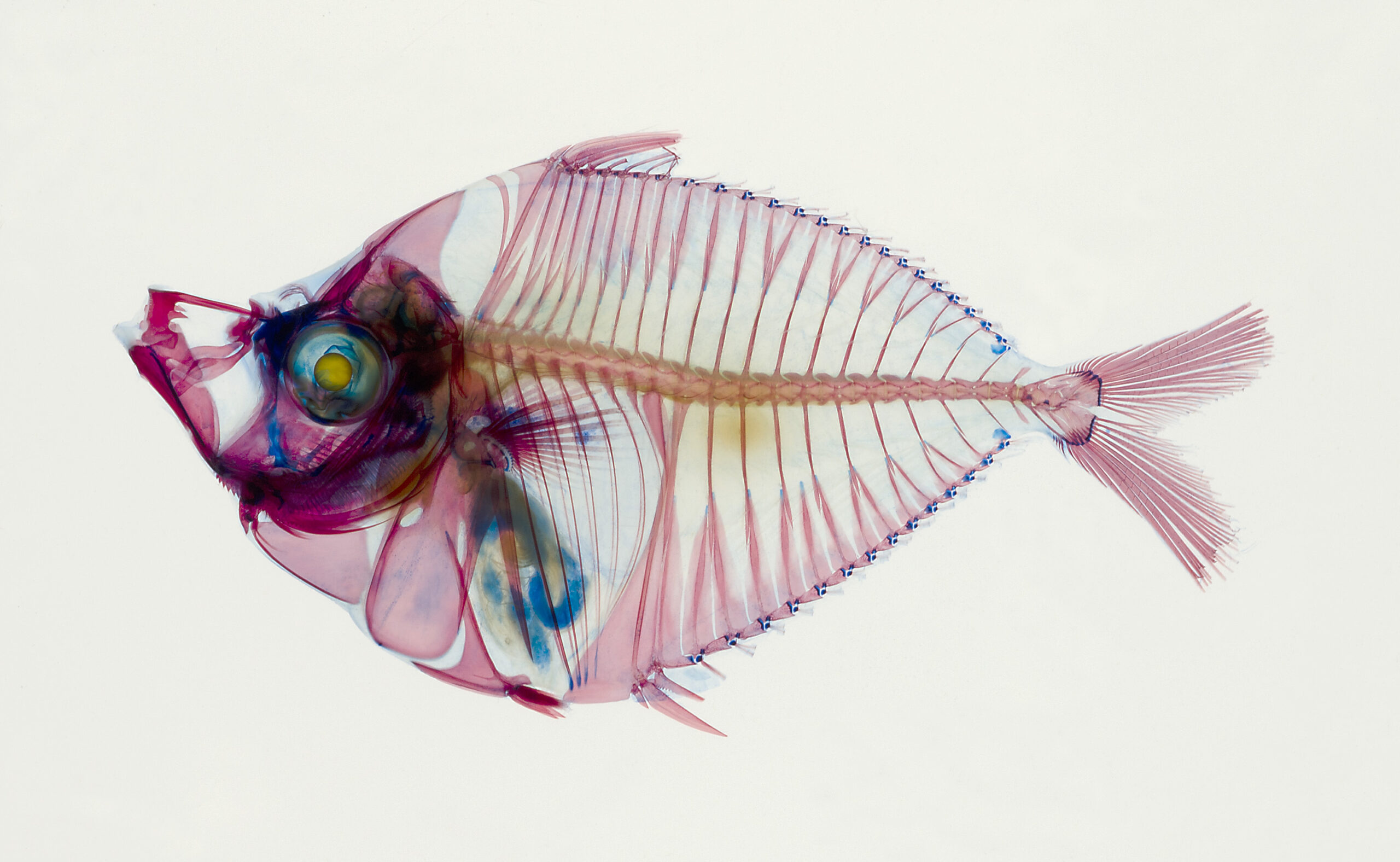 A bioluminescent ponyfish with a light-generating organ in its esophagus.