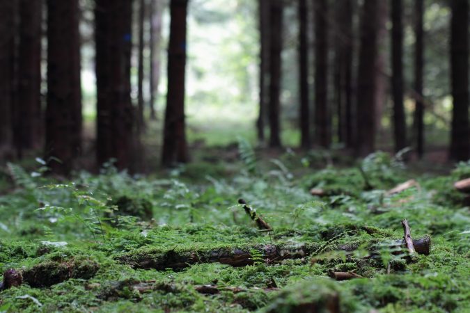 Mossy forest