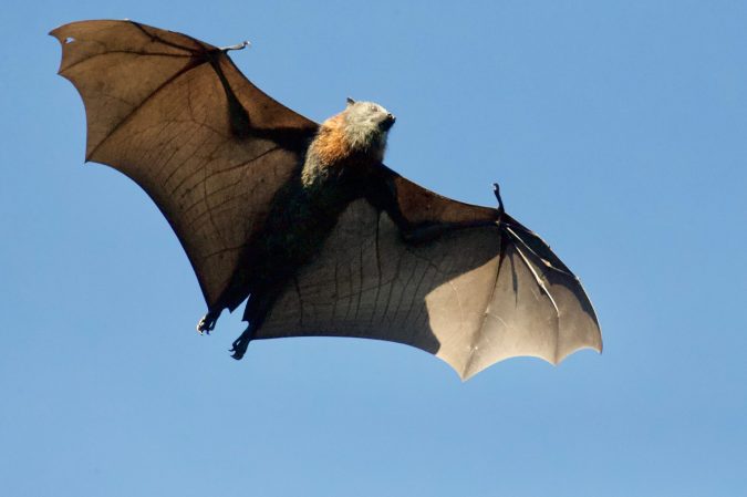 Brown bat in flight.