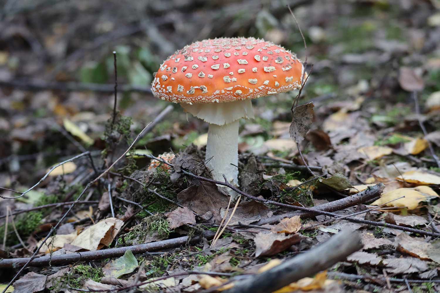 Fly Agaric Amanita muscaria