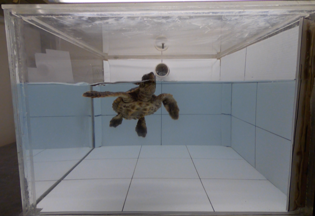 sea turtle in tank