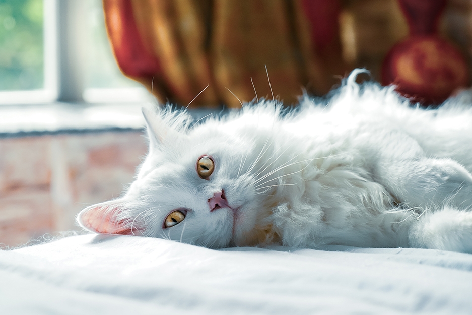 cat on a bed