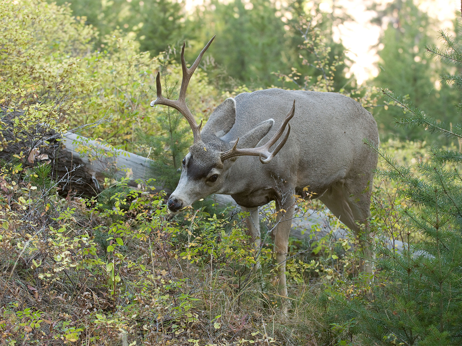 GPS collars help wildlife researchers answer important questions