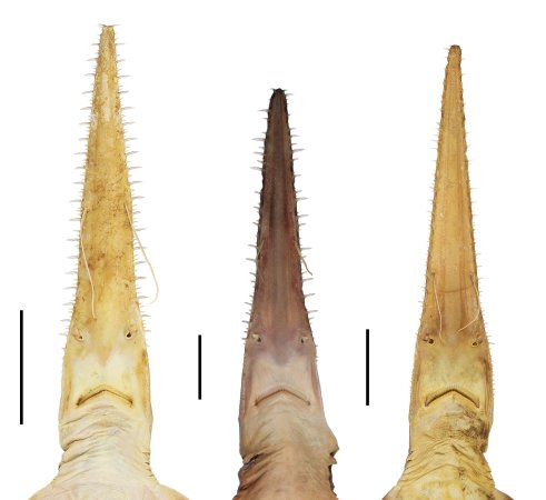 sawsharks